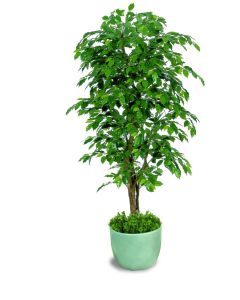 Ficus exotica almora artificiale h9301