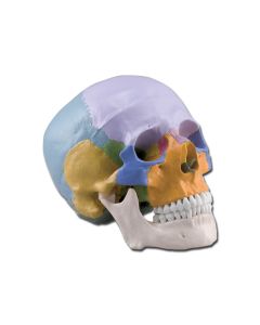 cranio-didattico-colorato-h1331