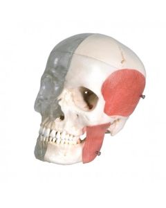 cranio-didattico-combinato-trasparente-osseo-h31702