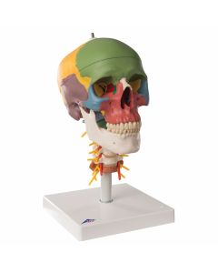 cranio-didattico-su-vertebre-cervicali-h31703