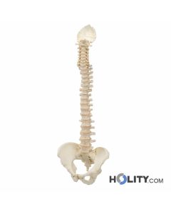 Modello colonna vertebrale h31704