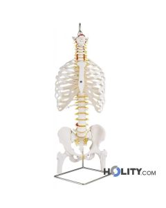 Colonna vertebrale con cassa toracica e femore h31705