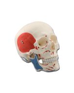 cranio-didattico-muscolare-h1332