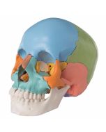 cranio-umano-didattico-scomponibile-in-22-parti-h31701