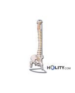 Colonna vertebrale anatomica h1334