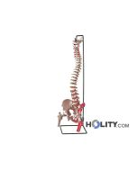 modello-colonna-vertebrale-h1336