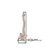 modello-colonna-vertebrale-con-femori-e-osso-sacro-h1337