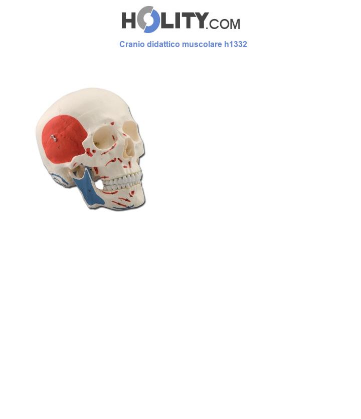 Cranio didattico muscolare h1332