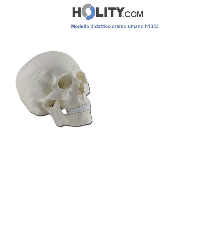 Modello didattico cranio umano h1333