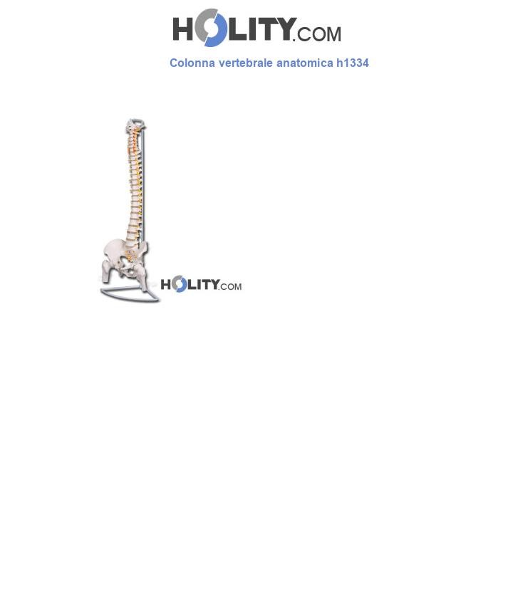 Colonna vertebrale anatomica h1334