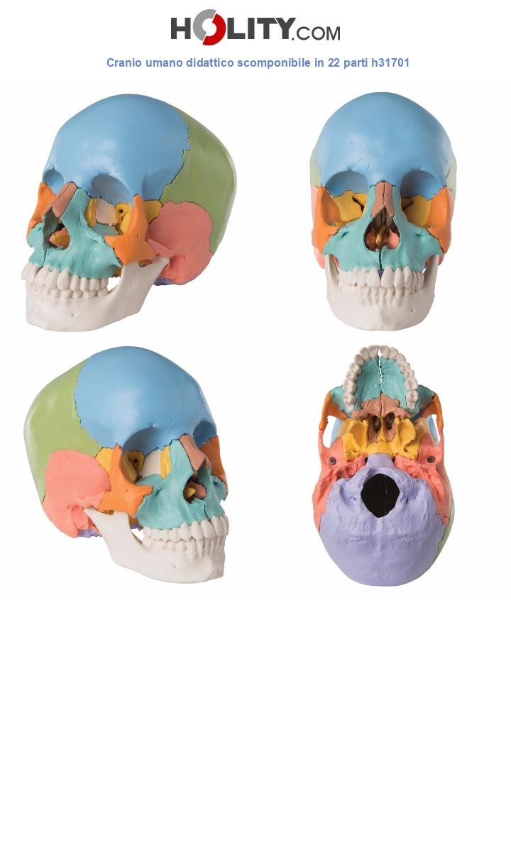 Cranio umano didattico scomponibile in 22 parti h31701