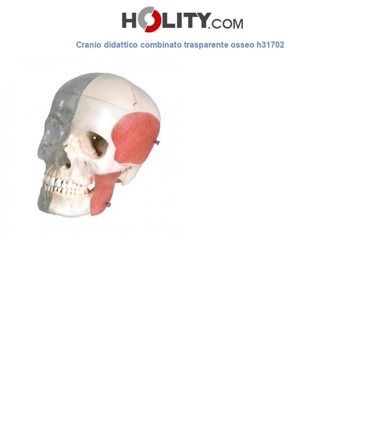 Cranio didattico combinato trasparente osseo h31702