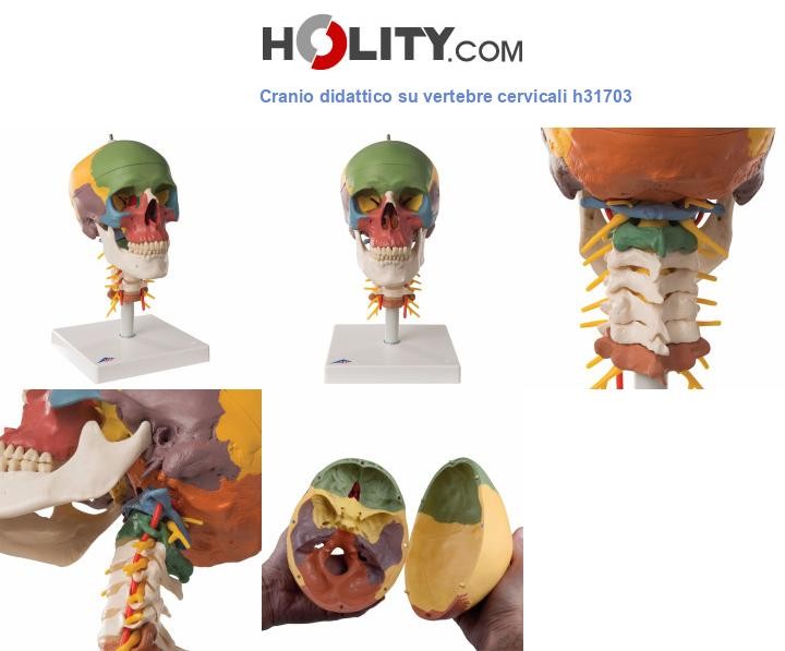 Cranio didattico su vertebre cervicali h31703