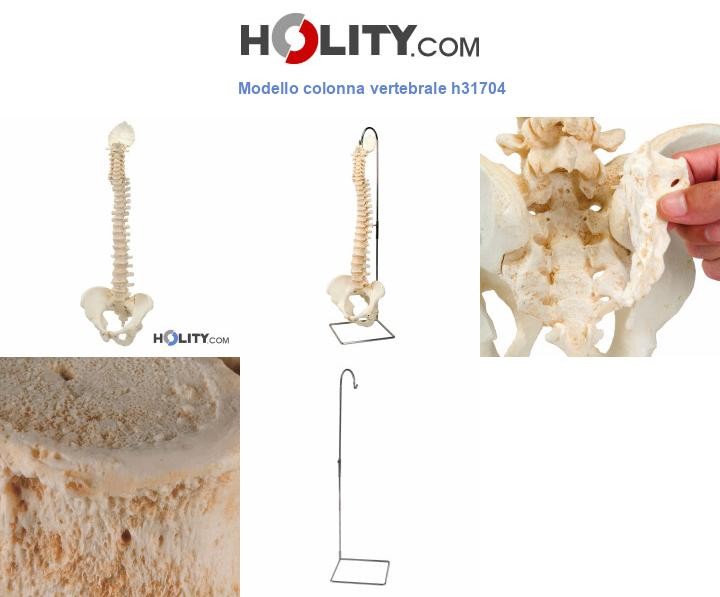 Modello colonna vertebrale h31704
